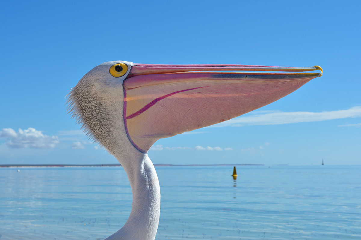 Pelikan, Australien