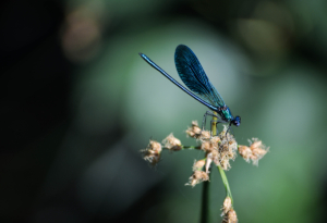 Blau und grazil funkelt sie im Wind - die Blauflügel Prachtlibelle, Kroatien