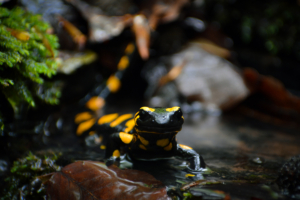 Gefährte des Regens, Salamander, Deutschland 