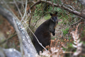 Furchtloses Wallaby, Australien