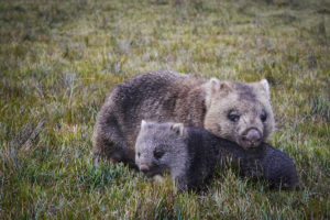 Mutterliebe eines Wombats, Australien