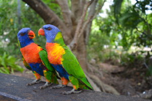 Lori Romanze, Australien 