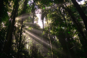 Licht kitzelt die Wälder, Australien 